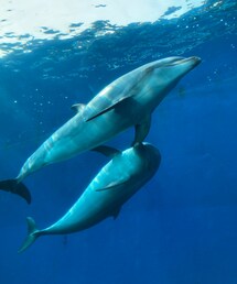 イルカさん🐬 | その他