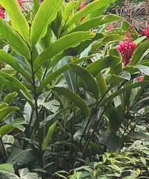 nutemperor | ショルダーバッグ