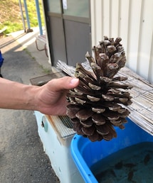 松ぼっくり | デカすぎじゃね⁈こんなデカくなるもんなの⁈(その他)