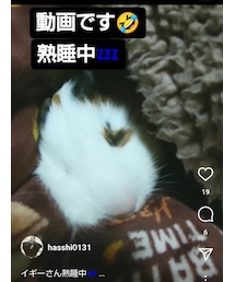 イギーさん熟睡💤 | その他