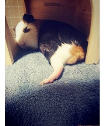 爆睡しているイギーさん🎵 | その他