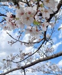 桜🌸 | その他