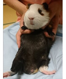 坊イギー | その他