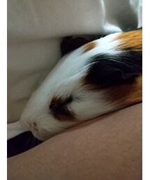 暑いだろうに💦膝の上で寝てくれるイギーさん😭 | その他