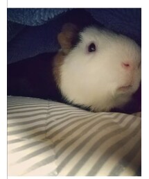 イギーさん布団占領😂 | その他