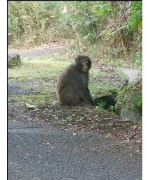 野生のお猿さん🐒 | その他