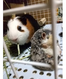 イギーさんとハリネズミ💕 | その他