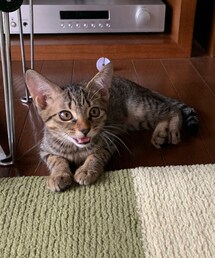 愛猫 | その他