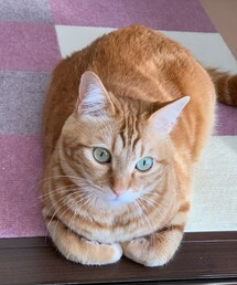 最近のラテちゃん💕3歳😻 | その他