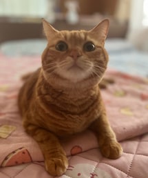 ラテちゃん😻 | その他ペットグッズ