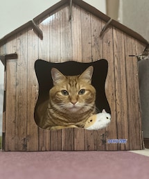 最近ラテ😺 | ペットグッズ