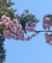 桜🌸 | その他
