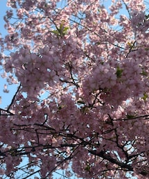 桜🌸 | その他