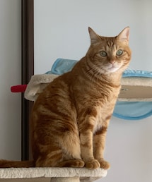 最近のラテちゃん💕😻3歳4.6キロ | 福袋/福箱