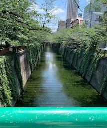 新緑の目黒川🍃 | その他
