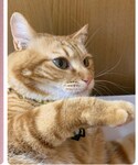 ラテちゃん🐈もうすぐ4歳💕の「ペットグッズ(リード/ハーネス/首輪)」