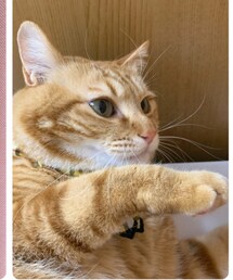 ラテちゃん🐈もうすぐ4歳💕 | リード/ハーネス/首輪