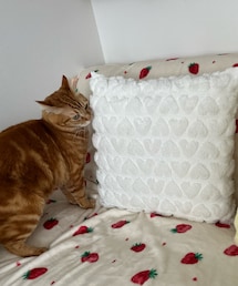 今日のラテちゃん🍓♡😻 | ペット用クッション/マット