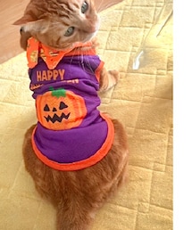 DAISO | ペットウェア