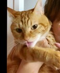 ラテちゃん💕愛猫❤️の「その他(福袋/福箱)」