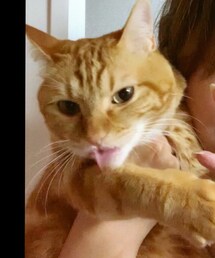 ラテちゃん💕愛猫❤️ | 福袋/福箱