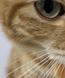 ラテ♀🐯😻2歳 | 福袋/福箱