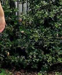 khakito | トートバッグ