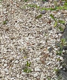 HEP サンダル | サンダル