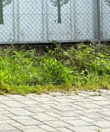 Serendipity | オールインワン・サロペット