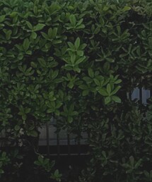 Serendipity | トップス