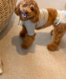 Nuts | その他ペットグッズ