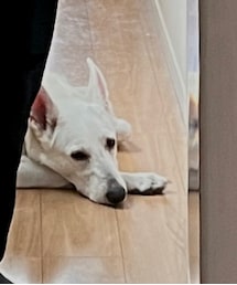 ホワイトスイスシェパード | その他