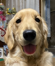 ペヘッ | その他