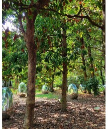 長居植物園でメタルスライムの群れ | アウトドア/スポーツ