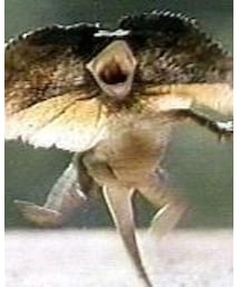 エリマキトカゲ🦎 | ペットグッズ