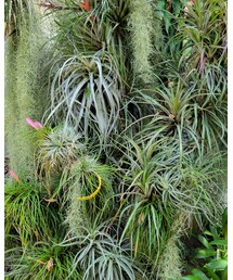 エアプランツ色々‪🌱‬ | インテリア