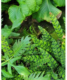 カラテアたち | インテリア