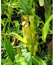 ウツボカズラ | ペットグッズ