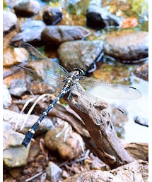 オナガサナエ？ | その他