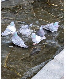 鳩の水浴び🕊 | その他