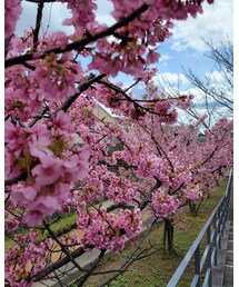 お花見😊🌸🍡 | その他