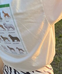 samoyed | Tシャツ/カットソー