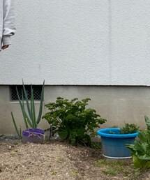 パセリ | その他