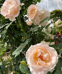 バラ園🌹 | どのバラも綺麗✨(その他)