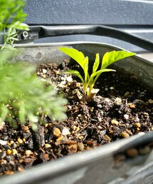 ギャラリーダリア | 冬眠から覚めたダリアの新芽🌱希望貰える🥰🌈(その他)