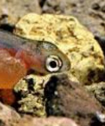 赤ちゃん本舗 | メガネ