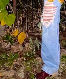 Dr. Martens | シューズ