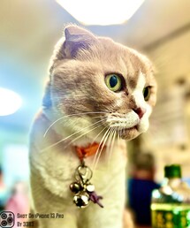 ねこ | アイテムではないけど(その他)