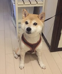 2017年9月 | あたしも若かったワン（犬の声）😹(ペットウェア)