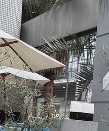 CELINE | シュシュ